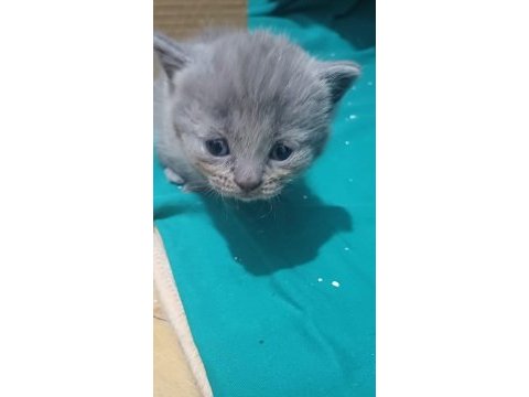 2 aylık yavru scottish fold kedimiz
