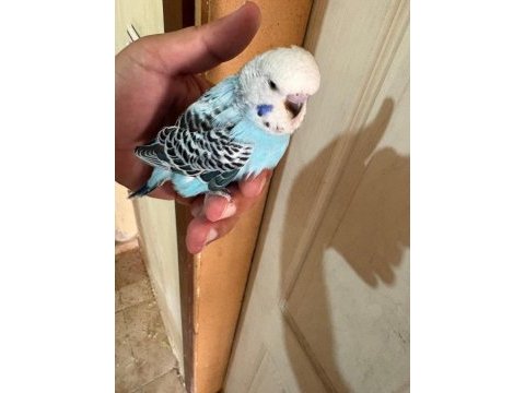 25, 26 ve 27 günlük kusursuz 3 erkek jumbo bebek muhabbet