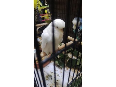 Maşallah show jumbo muhabbet kuşu damızlık ve yavrular