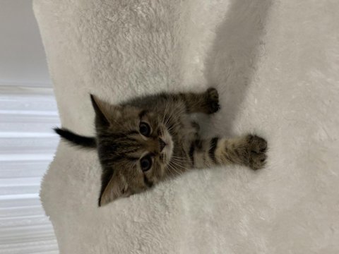 Golden black british shorthair yavru kedimiz