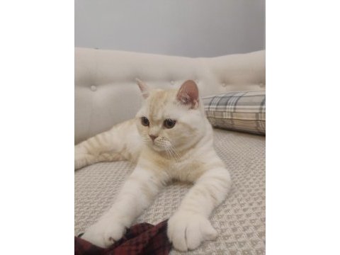 British shorthair kedim paşa yeni sahibini bekliyor