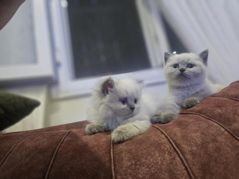 2 aylık egitimi tam pluepont oyuncu kedisi