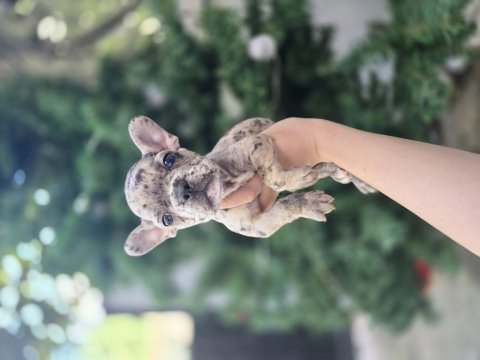 Son erkek merle french bulldog yavrumuz