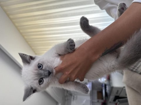 British shorthair 60 günlük