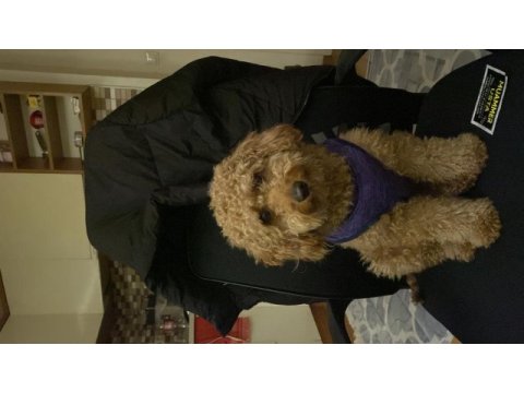 Çok akıllı 2 yaşında toy poodle