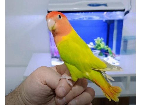 Yeni yeme düşen sultan papağanı ve hazır dişi mevcut