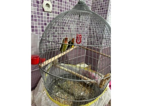 1 yaşında sevda papağanı takım
