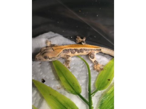 Kaliteli crested gecko yavruları