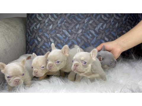 Renkli gözlü ev ortamında bakılan french bulldog yavrularım