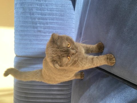 Kızımıza yuva arıyoruz british shorthair