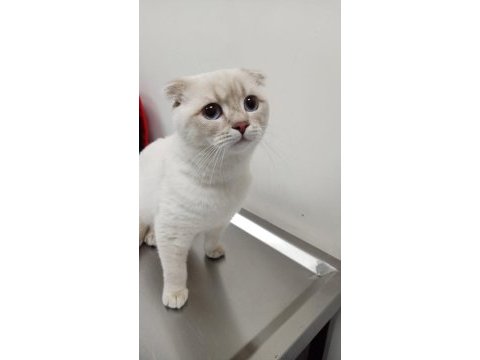 Scottish fold blue point