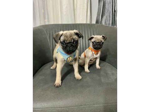 Sıfır burun a kalite pug bebekler