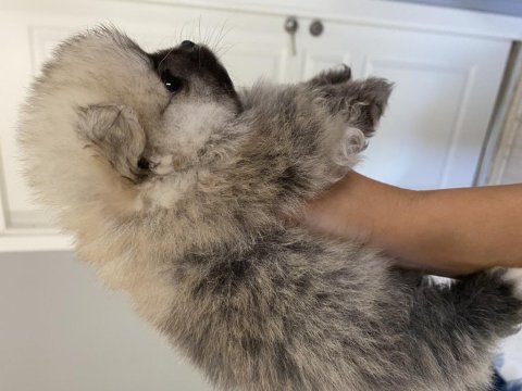 Saf ırk pomeranian