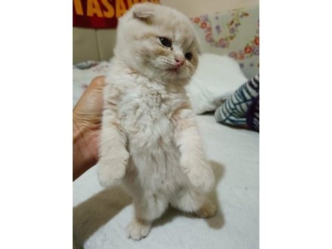2025 doğumlu scottish fold bebekler yeni yuvalarını bekliyor