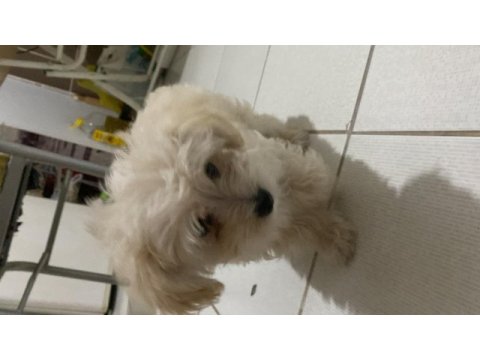 Acil ömürlük yuva aranıyor oyuncu aşıları tam terrier