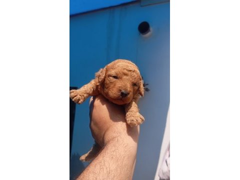 Toy poodle köpeği