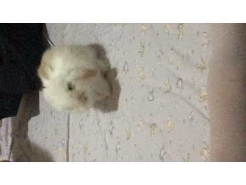 Hollanda lop tavşanı 1 buçuk aylık