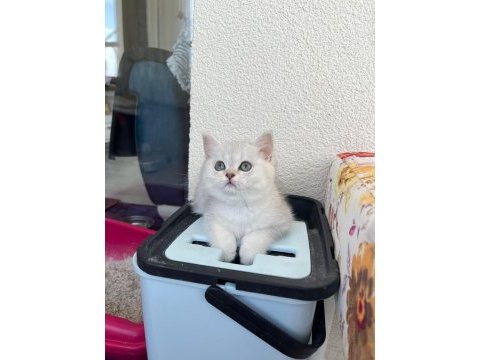 Kendi yavrum anne ve baba ile birlikte british shorthair