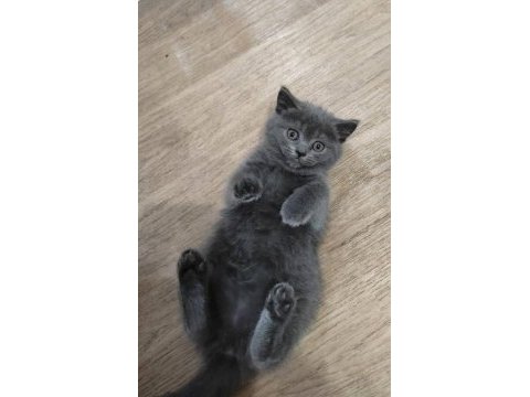 Dişi safkan british shorthair