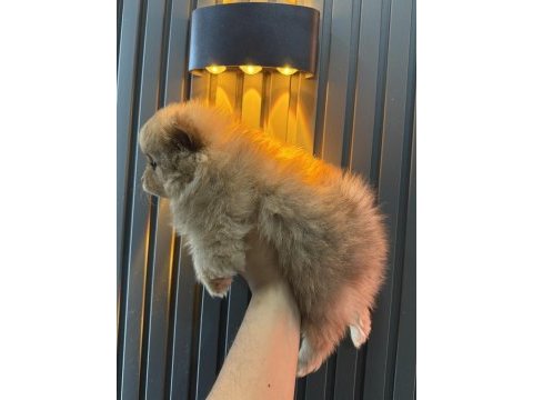 Pomeranian yavrular yılbaşı öncesi