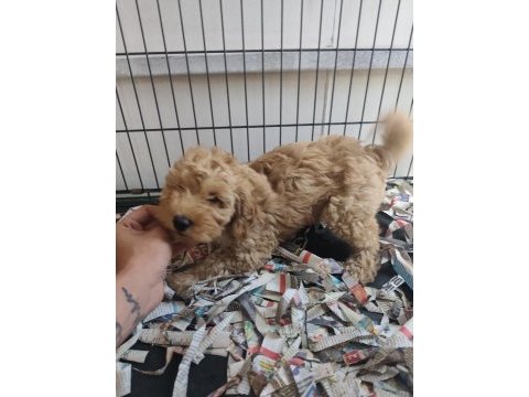 F1 maltipoo poodle kalitesinde