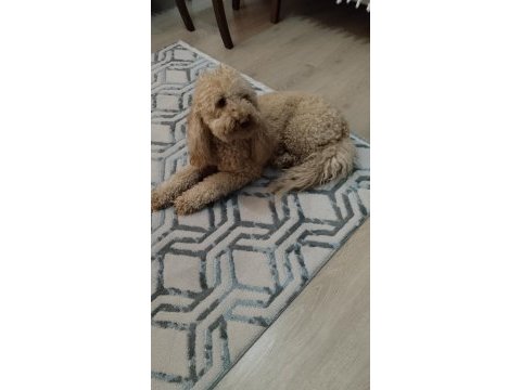 2,5 yaşında orjinal toy poodle