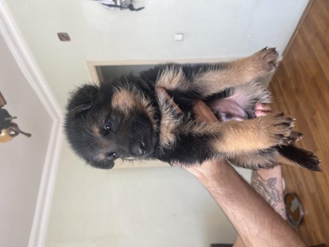 Orjınal showlıne german shepherd alman kurdu