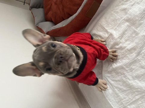 French bulldog köpeği