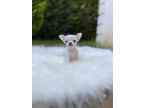 Elma kafa kusursuz anatomi chihuahua bebekler