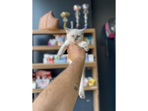 En uygunu en güzeli british shorthair
