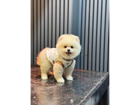 Sağlık ve ırk garantili pomeranian