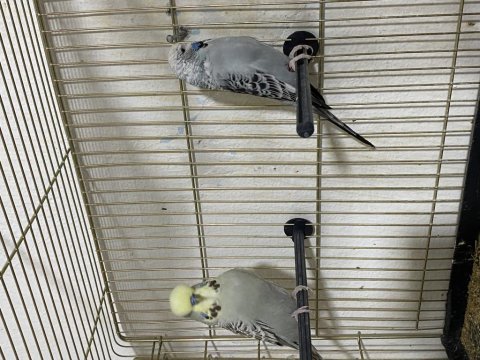 Jumbo ve çekoslovak muhabbet kuşu takım