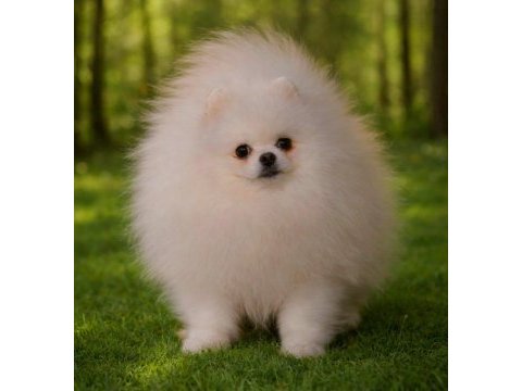 Pomeranian boo bebekler