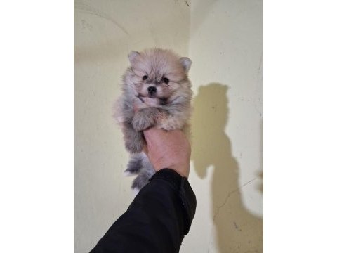 Pomeranian boo bebeklerimiz yeni yuvalarını arıyorlar