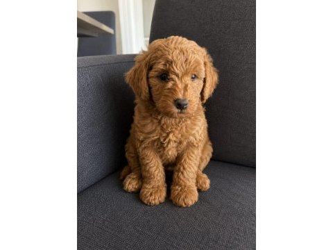 Muhteşem minik köpekler