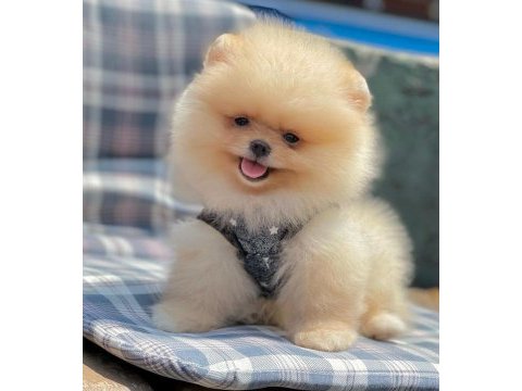 Safkan pomeranian boo bebekler