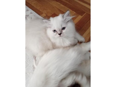 Secereli orjinal silver chinchilla yavrular