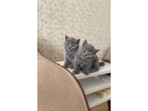 A kalite british shorthair kedirler