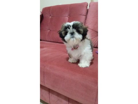 A kalite shih tzu yavrularımız ırk ve sağlık garantili