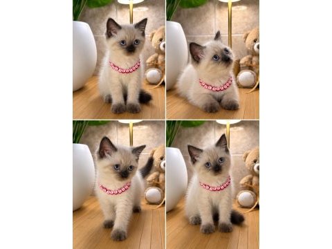 A kalite top kafa scottish fold bebek
