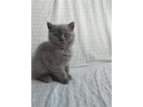 Oyuncu scottish fold