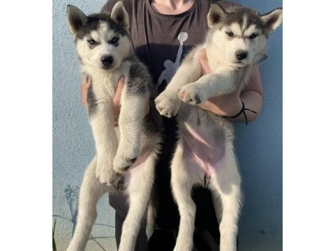 Orijinal husky yavruları