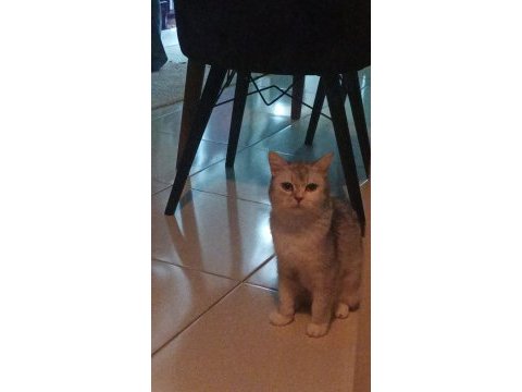 3 yaşında british shorthair silver