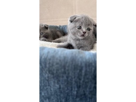 Scottish fold yavrular