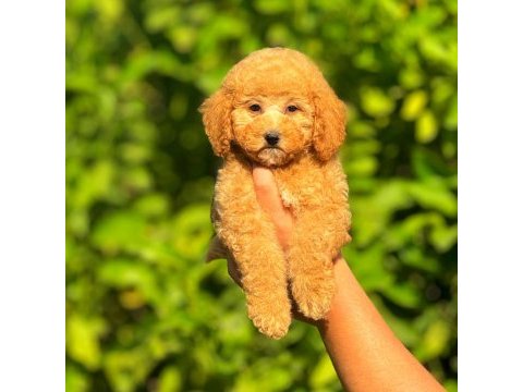 Irk ve sağlık garantili orjinal poodle köpeği yavruları
