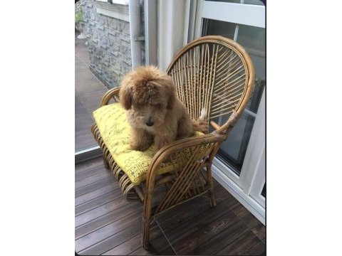 7 aylık eğitimli toy poodle erkek
