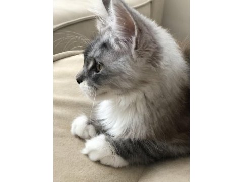 Full şecereli maine coon minik dev
