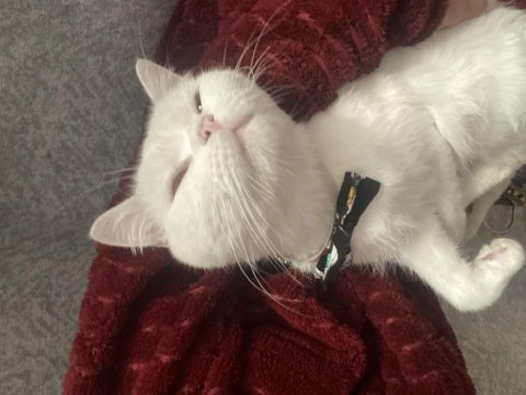 1 buçuk yaşında british shorthair