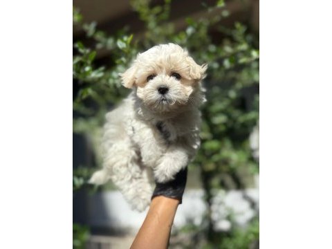 Orjinal güler yüzlü maltipoo yavrum