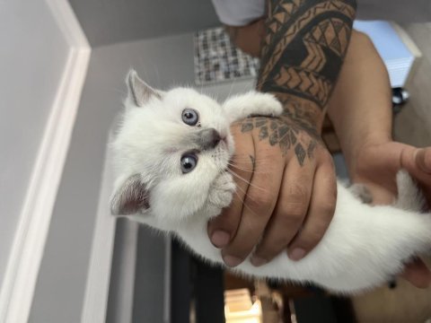 Safkan british shorthair bluepoint yavrularımız